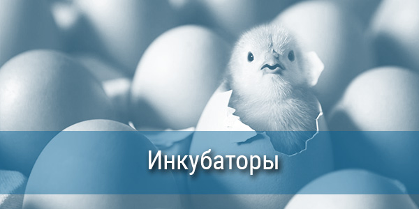 Инкубатор